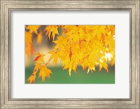 Yellow Maple Leaves, Autumn Fine Art Print
