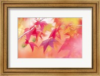 Red Leaves with Backlit, Autumn Fine Art Print