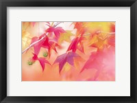 Red Leaves with Backlit, Autumn Fine Art Print