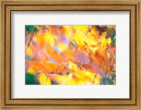 Fallen Leaves on Ground with Backlit, Autumn Fine Art Print