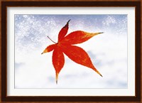 Red Maple Leaf against White Background Fine Art Print