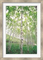 Aspen Trees, View From Below (vertical) Fine Art Print