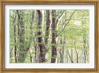 Forest in Spring Fine Art Print