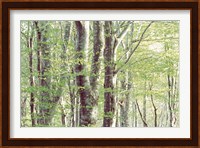 Forest in Spring Fine Art Print