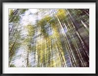 Sunlight in Bamboo Forest Fine Art Print