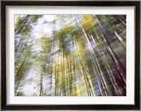 Sunlight in Bamboo Forest Fine Art Print