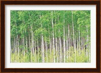Aspen Trees, View From Below (horizontal) Fine Art Print