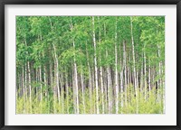 Aspen Trees, View From Below (horizontal) Fine Art Print