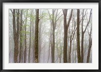 Foggy Trees in Forest Fine Art Print