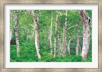 Lush Forest Fine Art Print