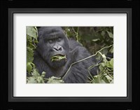 Close-up of a Mountain gorilla (Gorilla beringei beringei) eating leaf, Rwanda Fine Art Print