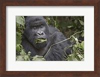 Close-up of a Mountain gorilla (Gorilla beringei beringei) eating leaf, Rwanda Fine Art Print