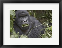 Close-up of a Mountain gorilla (Gorilla beringei beringei) eating leaf, Rwanda Fine Art Print