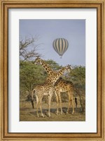 Two Masai giraffes (Giraffa camelopardalis tippelskirchi) and a hot air balloon, Tanzania Fine Art Print