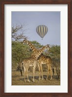 Two Masai giraffes (Giraffa camelopardalis tippelskirchi) and a hot air balloon, Tanzania Fine Art Print