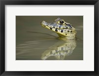Close-up of a caiman in lake, Pantanal Wetlands, Brazil Fine Art Print