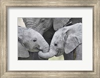 African elephant calves (Loxodonta africana) holding trunks, Tanzania Fine Art Print