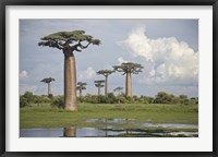 Baobab trees (Adansonia digitata) at the Avenue of the Baobabs, Morondava, Madagascar Fine Art Print