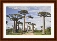 Baobab Trees (Adansonia digitata) along a Dirt Road, Avenue of the Baobabs, Morondava, Madagascar Fine Art Print