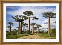Woman Walking between Baobab Trees, Avenue of the Baobabs, Morondava, Madagascar Fine Art Print