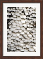 Close-up of mushrooms, Madagascar Fine Art Print