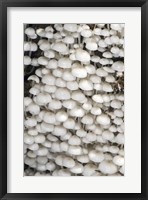 Close-up of mushrooms, Madagascar Fine Art Print
