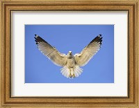 Ring Billed Gull (Larus delawarensis) in flight, California, USA Fine Art Print
