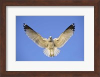 Ring Billed Gull (Larus delawarensis) in flight, California, USA Fine Art Print