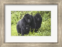 Mountain gorillas (Gorilla beringei beringei) with baby, Rwanda Fine Art Print