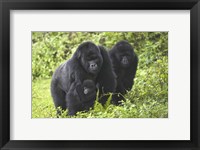 Mountain gorillas (Gorilla beringei beringei) with baby, Rwanda Fine Art Print
