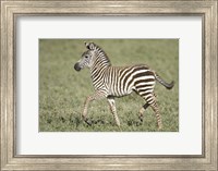 Burchell's zebra (Equus quagga burchellii) colt walking, Tanzania Fine Art Print