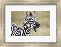 Burchell's zebra (Equus quagga burchellii) smiling, Tanzania Fine Art Print