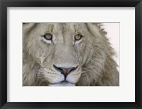 Close-up of a male lion (Panthera leo), Tanzania Fine Art Print