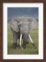 African elephant (Loxodonta africana), Tanzania Fine Art Print