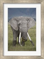 African elephant (Loxodonta africana), Tanzania Fine Art Print