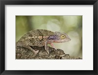 Close-up of a chameleon on a branch, Madagascar Fine Art Print