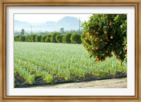 Oranges on a tree with onions crop in the background, California, USA Fine Art Print