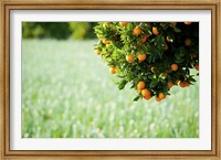 Oranges on a Tree, Santa Paula, California Fine Art Print