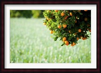 Oranges on a Tree, Santa Paula, California Fine Art Print