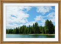 Trees along bank of Lake Almanor, California, USA Fine Art Print