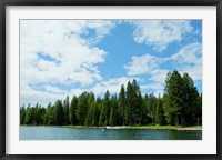 Trees along bank of Lake Almanor, California, USA Fine Art Print
