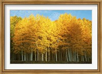 Aspen trees in autumn, Last Dollar Road, Telluride, Colorado Fine Art Print