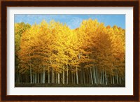 Aspen trees in autumn, Last Dollar Road, Telluride, Colorado Fine Art Print