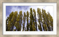 Low angle view of trees, Aspens, Estancia Punta Del Monte, Aysen Region, Patagonia, Chile Fine Art Print