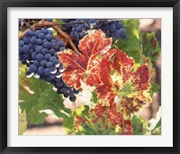 Grapes on the Vine, Wine Country, California Fine Art Print