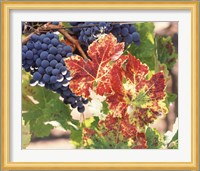 Grapes on the Vine, Wine Country, California Fine Art Print