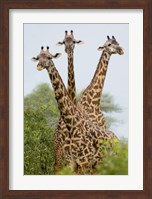Three Masai giraffe standing in a forest, Lake Manyara, Lake Manyara National Park, Tanzania Fine Art Print