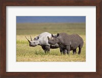 Side profile of two Black rhinoceroses standing in a field, Ngorongoro Crater, Ngorongoro Conservation Area, Tanzania Fine Art Print
