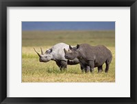 Side profile of two Black rhinoceroses standing in a field, Ngorongoro Crater, Ngorongoro Conservation Area, Tanzania Fine Art Print