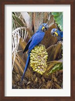Hyacinth macaws eating palm nuts, Three Brothers River, Meeting of the Waters State Park, Pantanal Wetlands, Brazil Fine Art Print